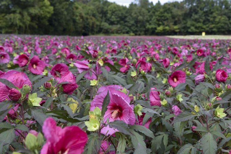 Trends and hot sellers in perennials for pollinators Trends and hot sellers in perennials for pollinators