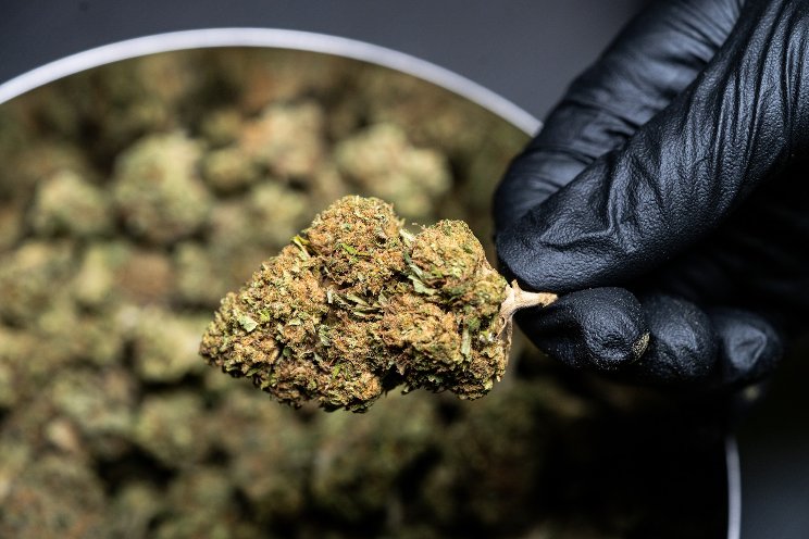 Is dust a major concern for the cannabis industry? Is dust a major concern for the cannabis industry?