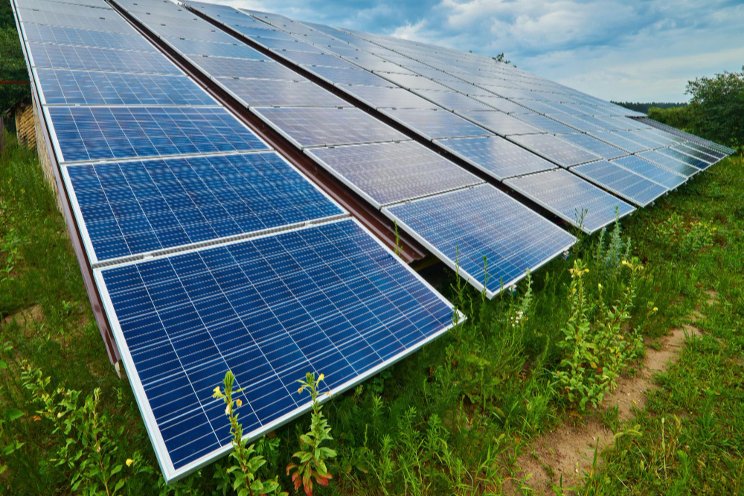 Tomatoes and solar panels could go well together