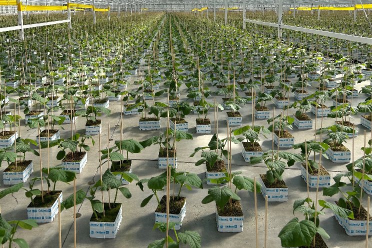 Sollum dynamic LED grow lights selected by Proplant Propagation Sollum dynamic LED grow lights selected by Proplant Propagation