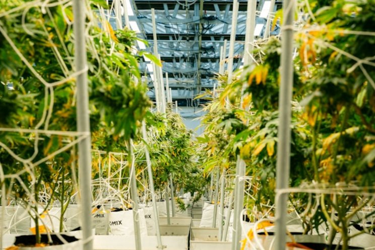 Mastronardi Produce expands U.S. greenhouse network Mastronardi Produce expands U.S. greenhouse network