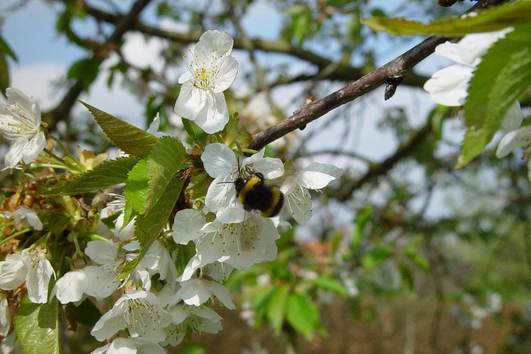 Bumblebees overcome pollination challenges