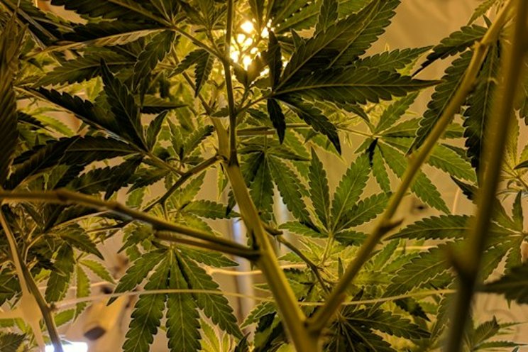 USDA is giving an ultimatum: Grow hemp or marijuana USDA is giving an ultimatum: Grow hemp or marijuana