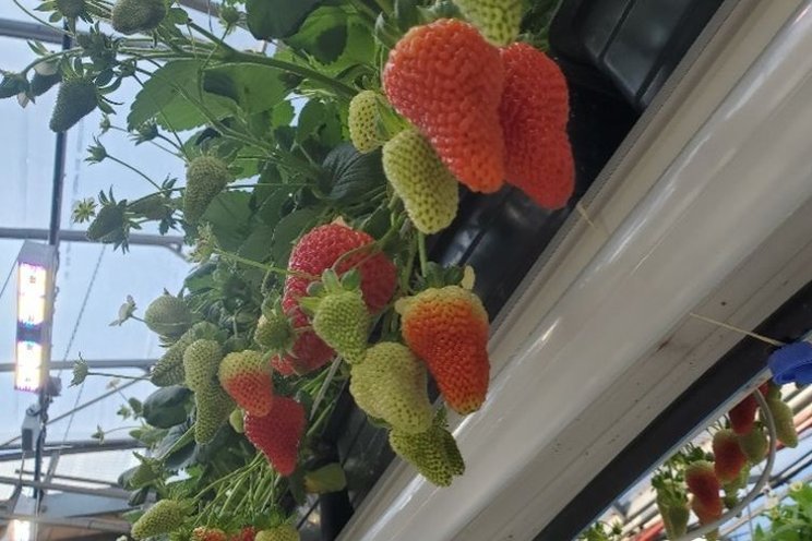 Boosting strawberry quality with dynamic LED lights