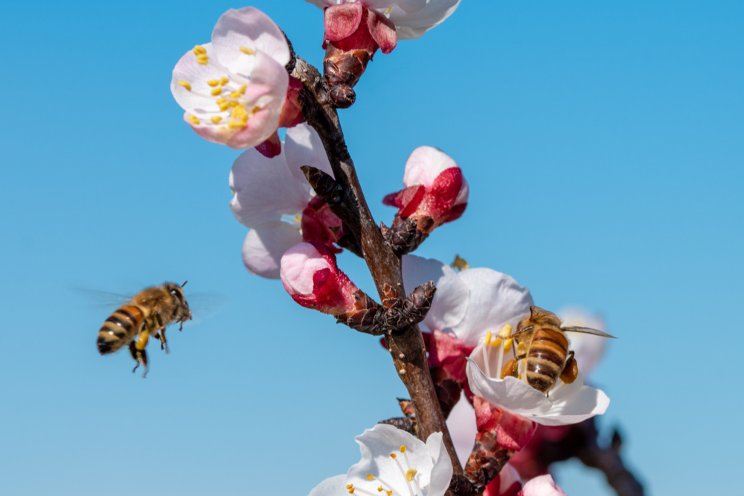 Can a new EU deal save our pollinators?