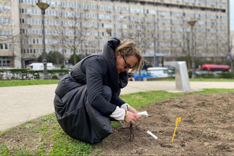 2,400 garden roses planted in Belgrade