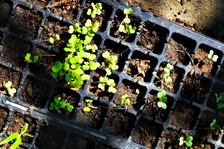 How managing substrate temperature improves crop productivity How managing substrate temperature improves crop productivity