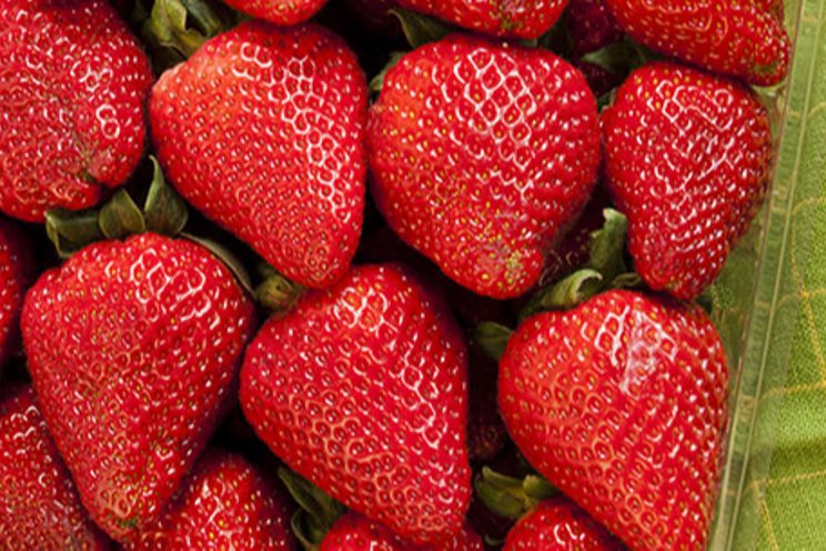 Strawberry plantings on the rise to keep up with demand