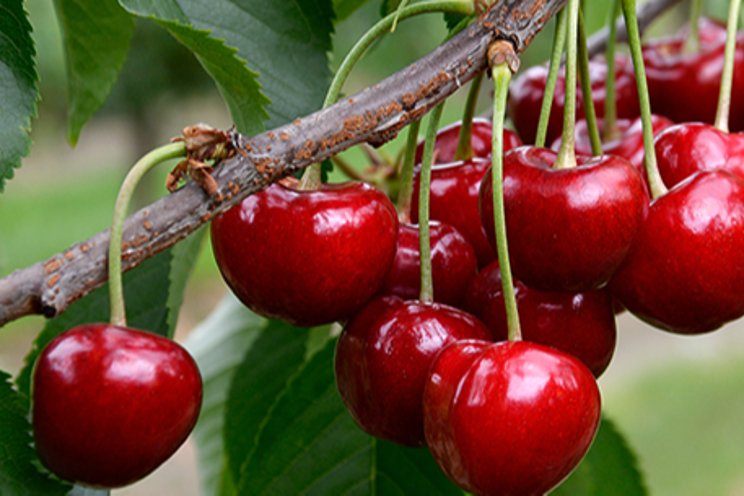 Southern Hemisphere Cherries: challenges
