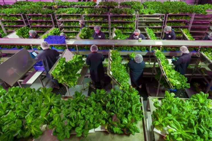 Kalera reports Q3 results with expected net sales of $1.6M Kalera reports Q3 results with expected net sales of $1.6M