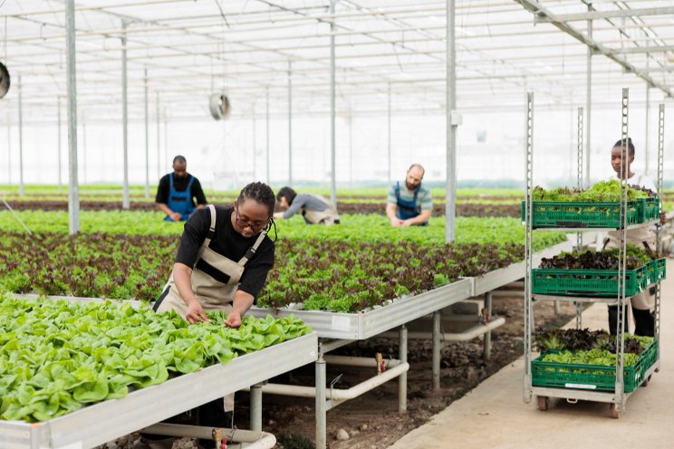 New Ag Tech partnership to tackle waste and labor issues New Ag Tech partnership to tackle waste and labor issues