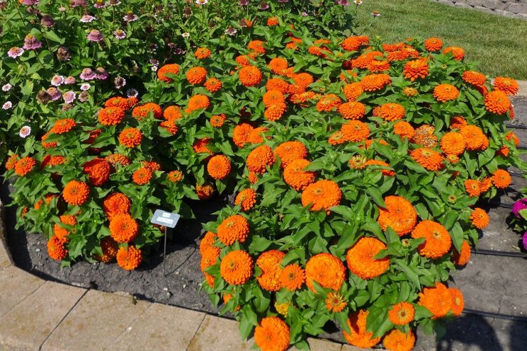 New annuals series perform well at the plant trials
