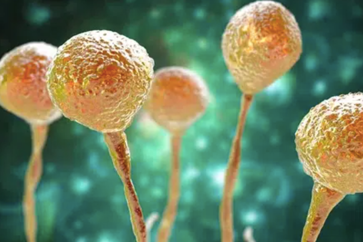 Plant pathogens – fundamentals for indoor growers Plant pathogens – fundamentals for indoor growers