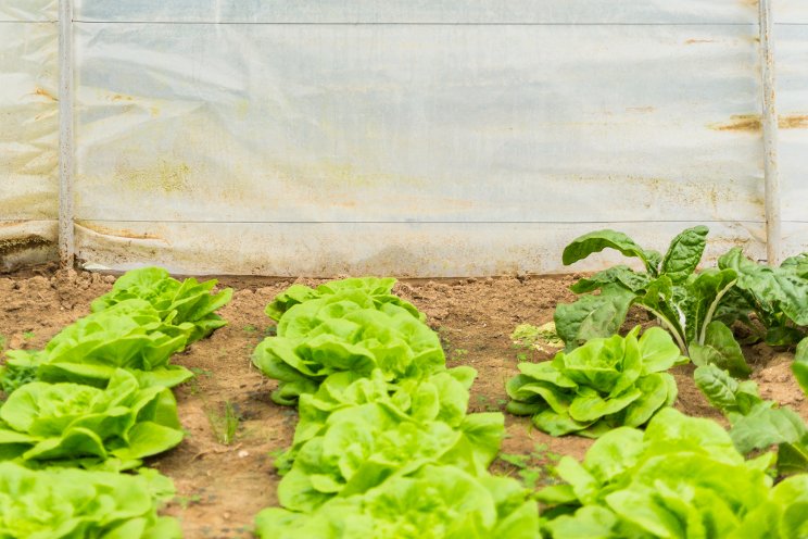 IoT urban farming guide launched