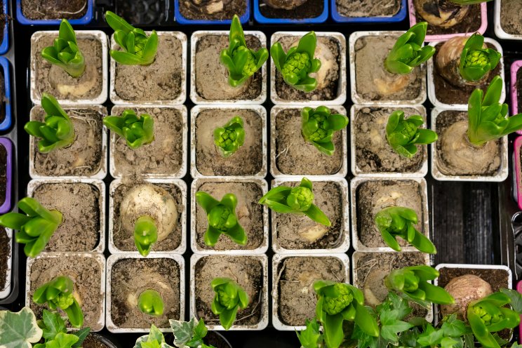 Which new plant variety is the best? Which new plant variety is the best?