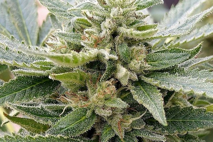 How to grow cannabis for rare cannabinoids