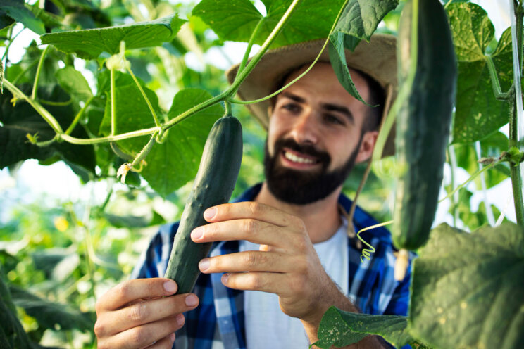 Year-round cucumbers grown in Minnesota