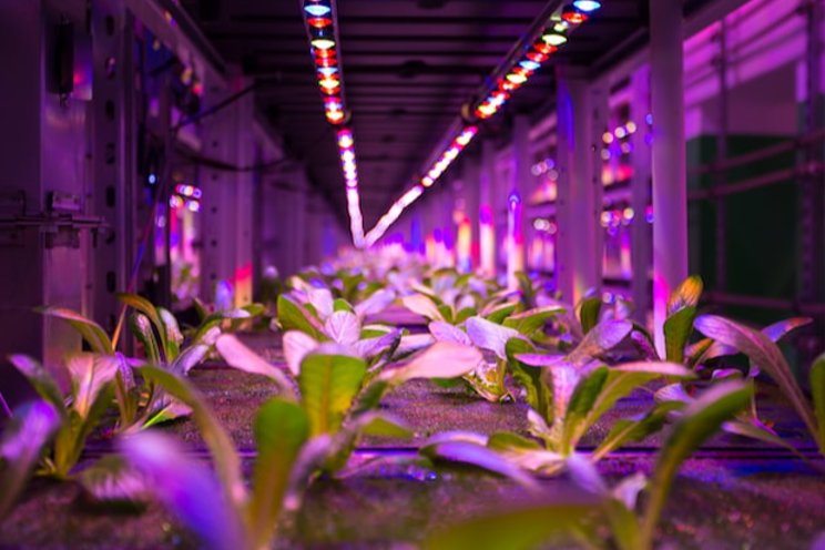 These indoor farms can grow crops with 90% less water