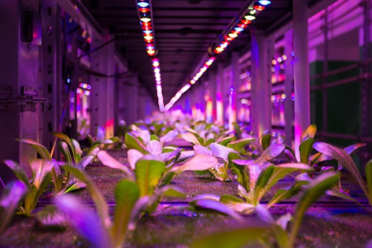 These indoor farms can grow crops with 90% less water These indoor farms can grow crops with 90% less water