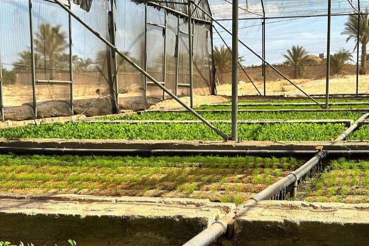 Sandponics: A sustainable solution to desert food