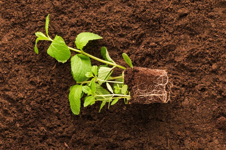 Combatting soil and plant fungus in perennials Combatting soil and plant fungus in perennials
