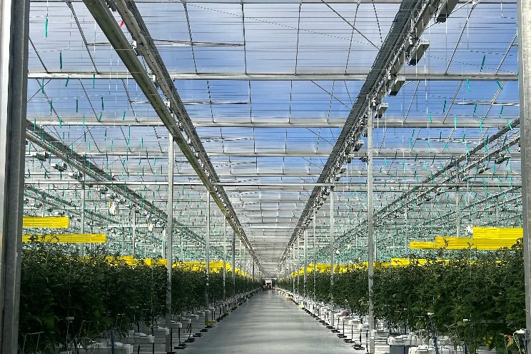 Integral Farms enhance tomato production with Sollum Integral Farms enhance tomato production with Sollum