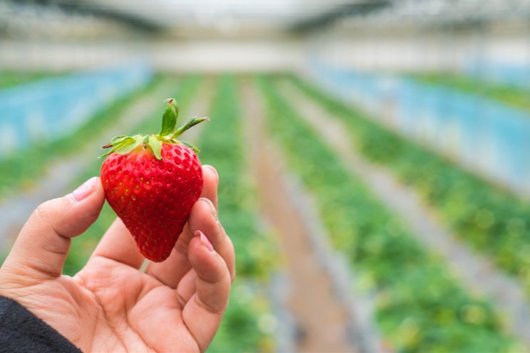LED lights give strawberries special diet powers