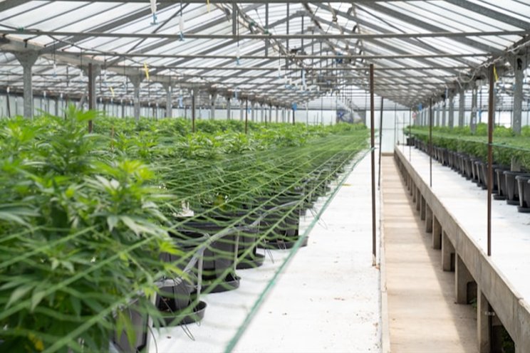 Which businesses will benefit from cannabis legalization? Which businesses will benefit from cannabis legalization?