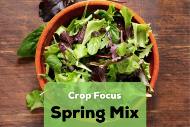 A crop focus on spectacular SPRING MIX