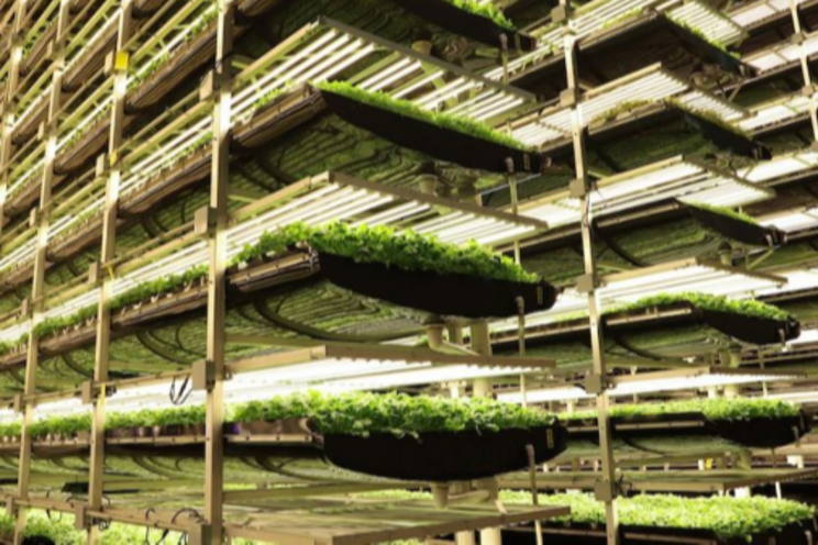 Vertical farming and the bad business plan