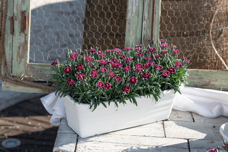 The new pot carnation Viva Magenta from Dümmen Orange The new pot carnation Viva Magenta from Dümmen Orange