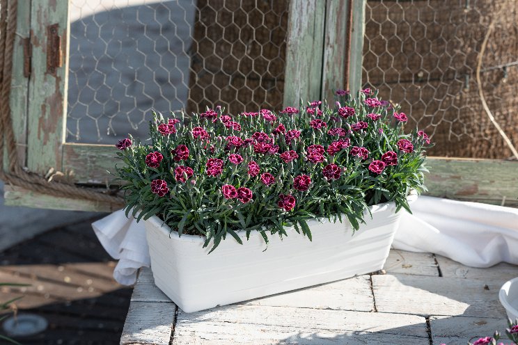 The new pot carnation Viva Magenta from Dmmen Orange