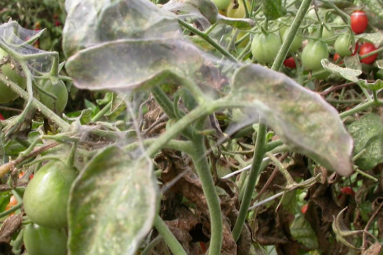 Scouting and rotation for managing spider mites