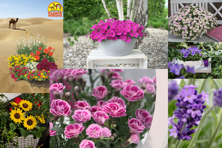 FlowerTrials 2023 – new location, new concept! FlowerTrials 2023 – new location, new concept!