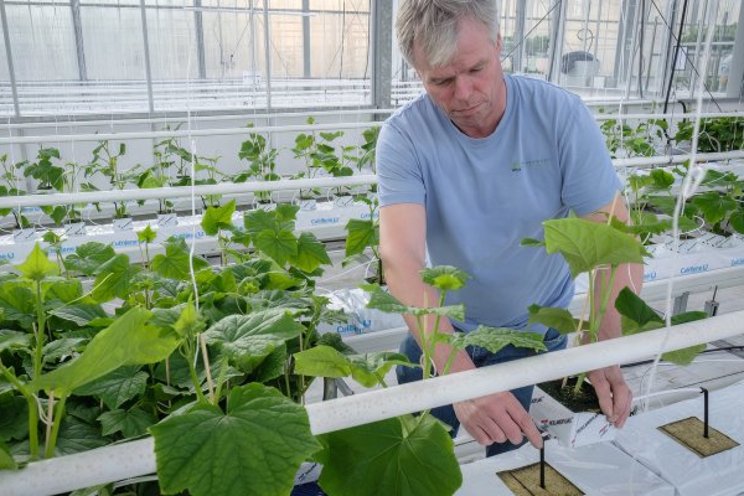 AGROS: Applying autonomous control in cucumbers