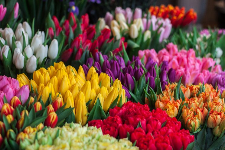 AI-powered guardians shield Dutch tulips from disease