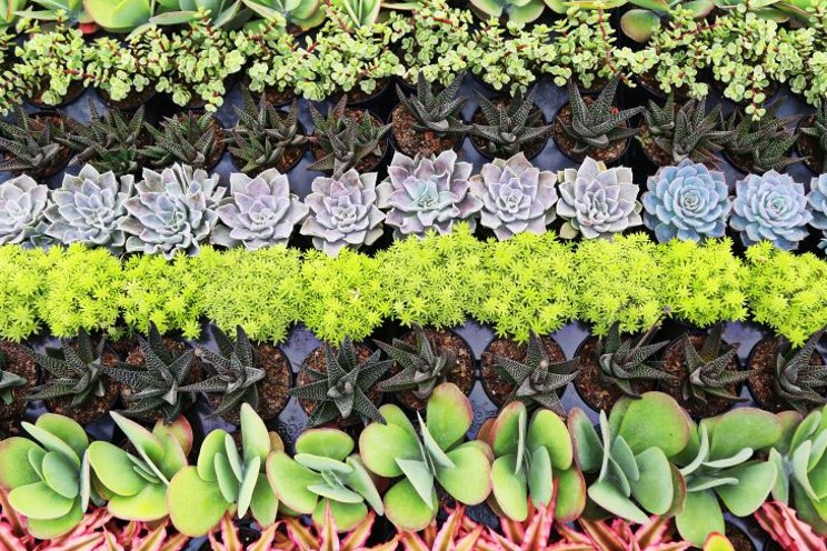 Has the succulent wave peaked? Not so fast