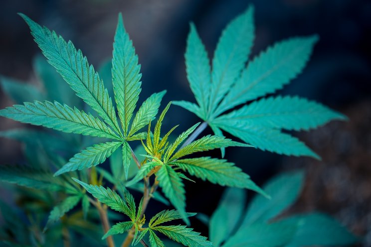 Canadian medical cannabis registrations at lowest level Canadian medical cannabis registrations at lowest level