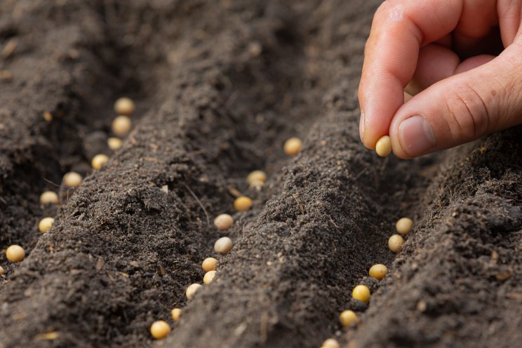 Cerall: 100% biological seed treatment against fungal diseases Cerall: 100% biological seed treatment against fungal diseases