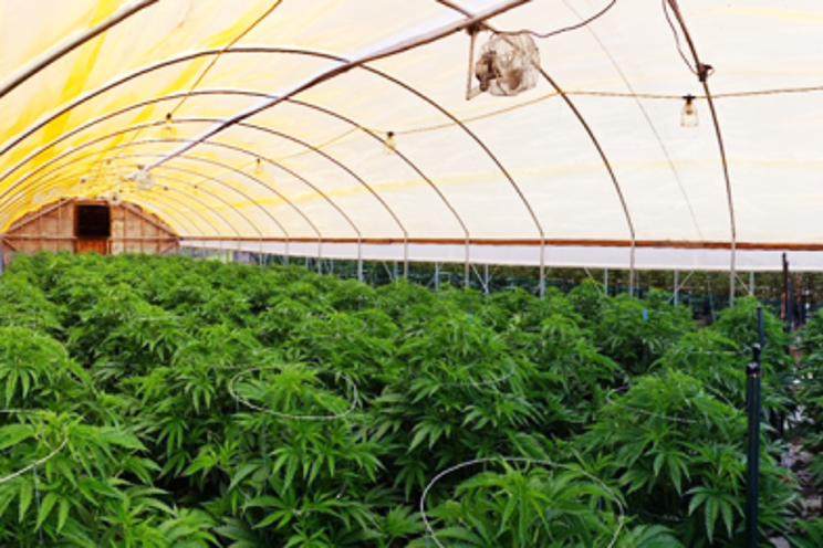 +5.4% boost in cannabis +5.4% boost in cannabis