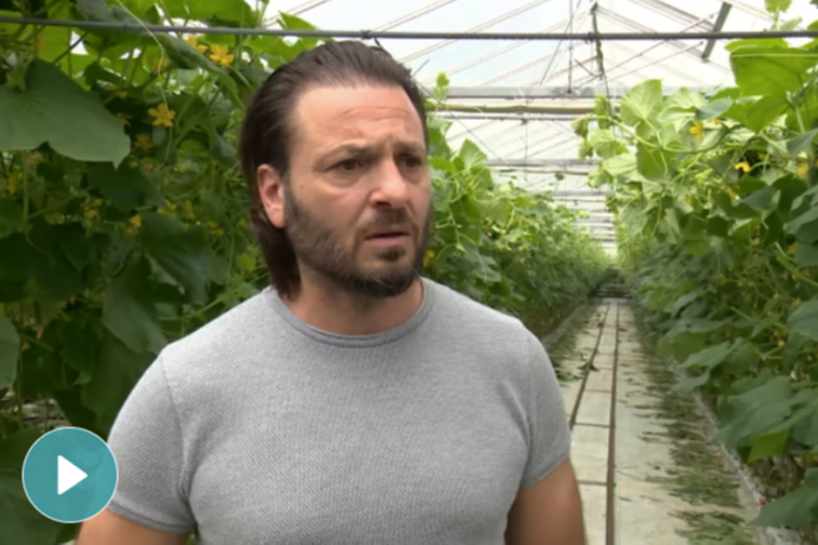 Farm which produces 150,000 cucumbers a day fights Farm which produces 150,000 cucumbers a day fights