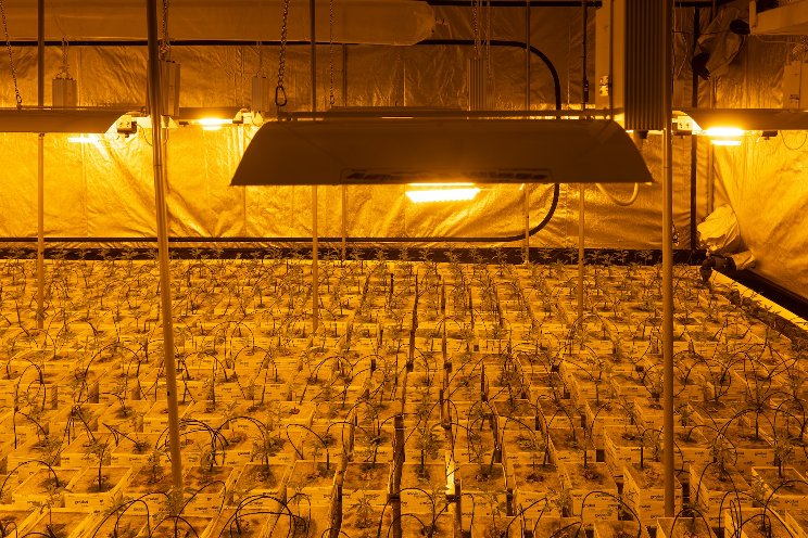 Fluence teaches cannabis science to fertilizer producers Fluence teaches cannabis science to fertilizer producers