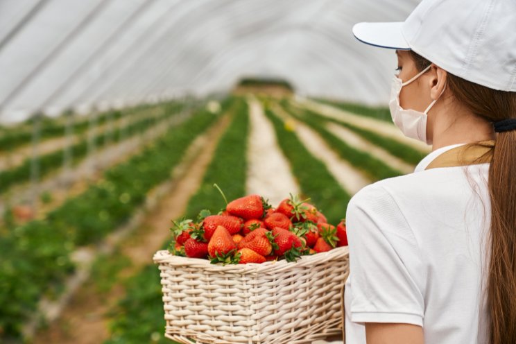 IPM solutions for strawberries grown under cover IPM solutions for strawberries grown under cover