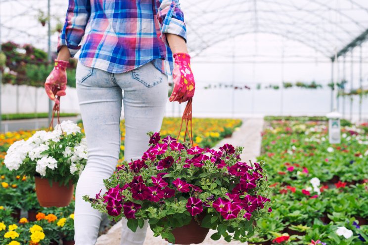 PanAmerican Seed delivers annual Beacon Impatiens donation PanAmerican Seed delivers annual Beacon Impatiens donation