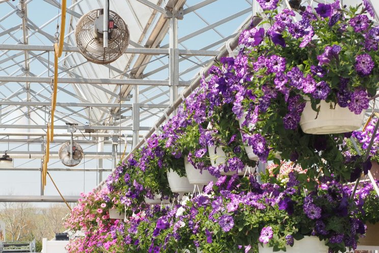 From dirt floors to bioluminescent petunias From dirt floors to bioluminescent petunias