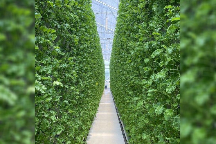 Everything you should know about vertical farming