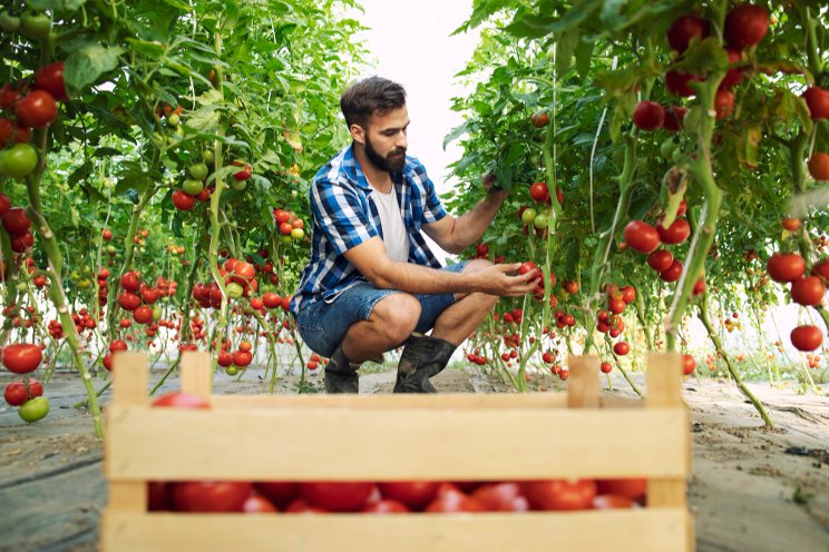 Moroccan tomato is back on the table