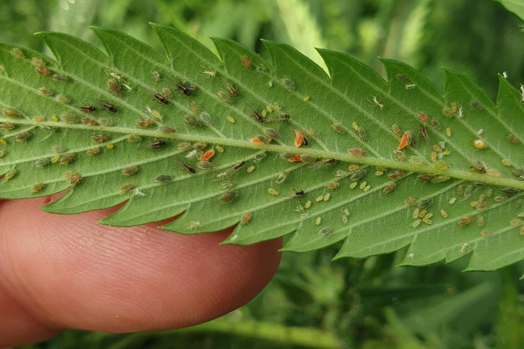 Optimising IPM in medicinal cannabis crops Optimising IPM in medicinal cannabis crops