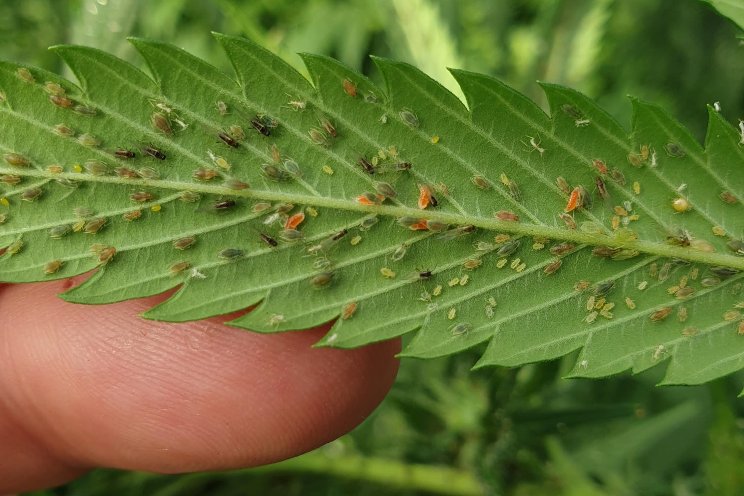 Optimising IPM in medicinal cannabis crops