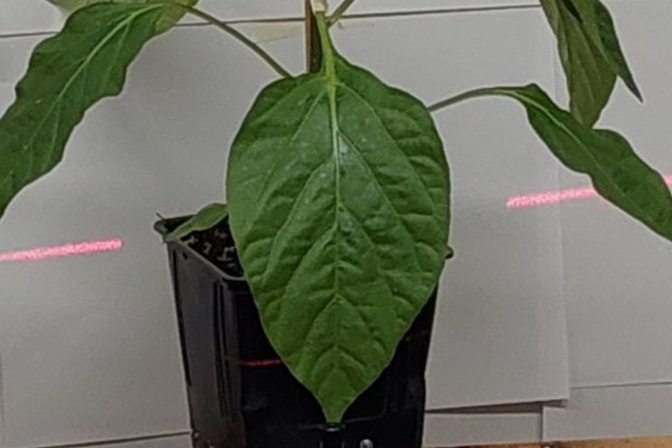 Lasers fighting pests in the greenhouse